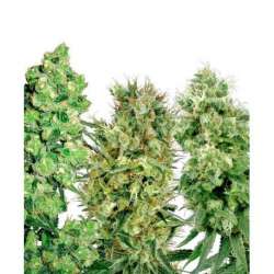 5 UND FEM - SATIVA MIX * SENSI WHITE LABEL FEMINIZADA 5