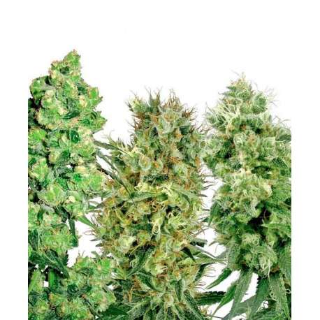 5 UND FEM - SATIVA MIX * SENSI WHITE LABEL FEMINIZADA 5