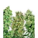 5 UND FEM - SATIVA MIX * SENSI WHITE LABEL FEMINIZADA 5