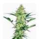 5 UND FEM - WHITE DIESEL * SENSI WHITE LABEL 5 UND FEMINIZADAS