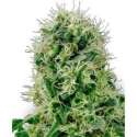 5 UND FEM - POWER PLANT * SENSI WHITE LABEL 5 UND FEMINIZADAS