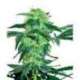 5 UND FEM - WHITE ICE * SENSI WHITE LABEL 5 UND FEMINIZADAS