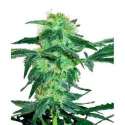 5 UND FEM - WHITE ICE * SENSI WHITE LABEL 5 UND FEMINIZADAS