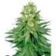 5 UND FEM - WHITE WIDOW * SENSI WHITE LABEL 5 UND FEMINIZADAS