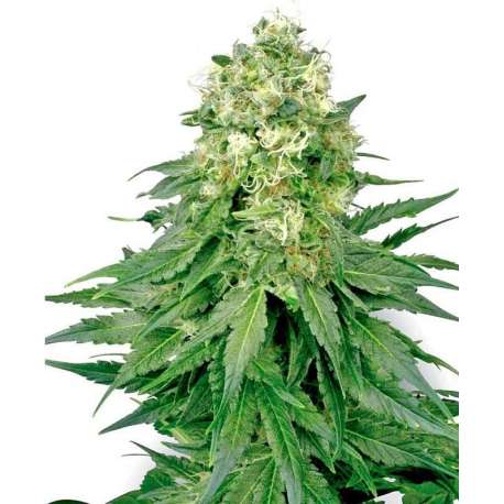 5 UND FEM - WHITE WIDOW * SENSI WHITE LABEL 5 UND FEMINIZADAS