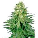 5 UND FEM - WHITE WIDOW * SENSI WHITE LABEL 5 UND FEMINIZADAS