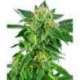 5 UND FEM - SNOW RYDER AUTOMATIC * SENSI WHITE LABEL 5 UND FEMINIZADAS