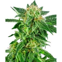 5 UND FEM - SNOW RYDER AUTOMATIC * SENSI WHITE LABEL 5 UND FEMINIZADAS