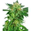 5 UND FEM - SNOW RYDER AUTOMATIC * SENSI WHITE LABEL 5 UND FEMINIZADAS