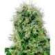 3 UND FEM - POWER PLANT * SENSI WHITE LABEL 3 UND FEMINIZADAS