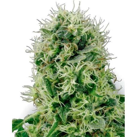 3 UND FEM - POWER PLANT * SENSI WHITE LABEL 3 UND FEMINIZADAS