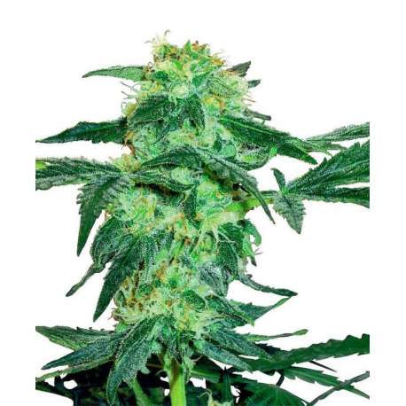 3 UND FEM - WHITE ICE * SENSI WHITE LABEL 3 UND FEMINIZADAS