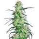 3 UND FEM - PURPLE HAZE * SENSI WHITE LABEL 3 UND FEMINIZADAS