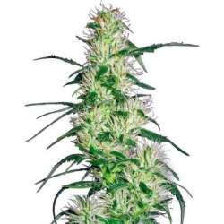 3 UND FEM - PURPLE HAZE * SENSI WHITE LABEL 3 UND FEMINIZADAS