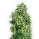 3 UND FEM - WHITE GOLD * SENSI WHITE LABEL 3 UND FEMINIZADAS