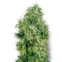 3 UND FEM - WHITE GOLD * SENSI WHITE LABEL 3 UND FEMINIZADAS