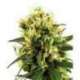 3 UND FEM - WHITE HAZE AUTOMATIC * SENSI WHITE LABEL 3 UND FEMINIZADAS