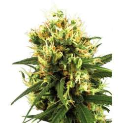 3 UND FEM - WHITE HAZE AUTOMATIC * SENSI WHITE LABEL 3 UND FEMINIZADAS