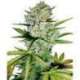5 UND FEM - SUPER SKUNK AUTOMATIC * SENSI WHITE LABEL 5 UND FEMINIZADAS