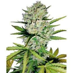 5 UND FEM - SUPER SKUNK AUTOMATIC * SENSI WHITE LABEL 5 UND FEMINIZADAS