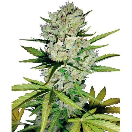5 UND FEM - SUPER SKUNK AUTOMATIC * SENSI WHITE LABEL 5 UND FEMINIZADAS