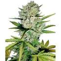 5 UND FEM - SUPER SKUNK AUTOMATIC * SENSI WHITE LABEL 5 UND FEMINIZADAS