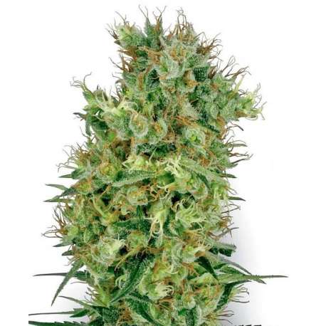 10 UND REG - CALIFORNIA ORANGE BUD * SENSI WHITE LABEL 10 UND REGULARES